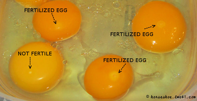 How to tell if your chicken eggs are fertilized — HORSESHOE FARM
