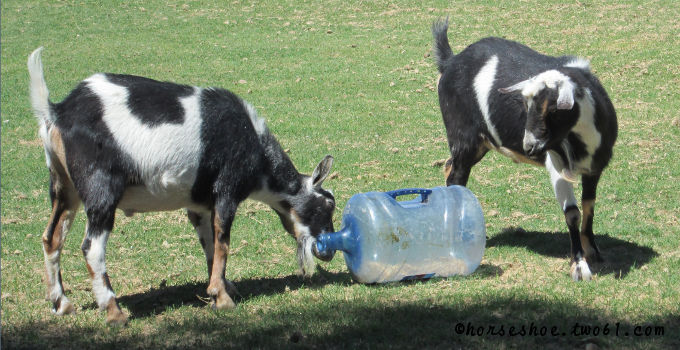 Goat Bell Toy